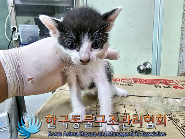 한국동물구조관리협회_411316202300405
